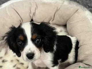Cavalier King Charles Spaniel dogs Cavalier Puppies - Advert 4