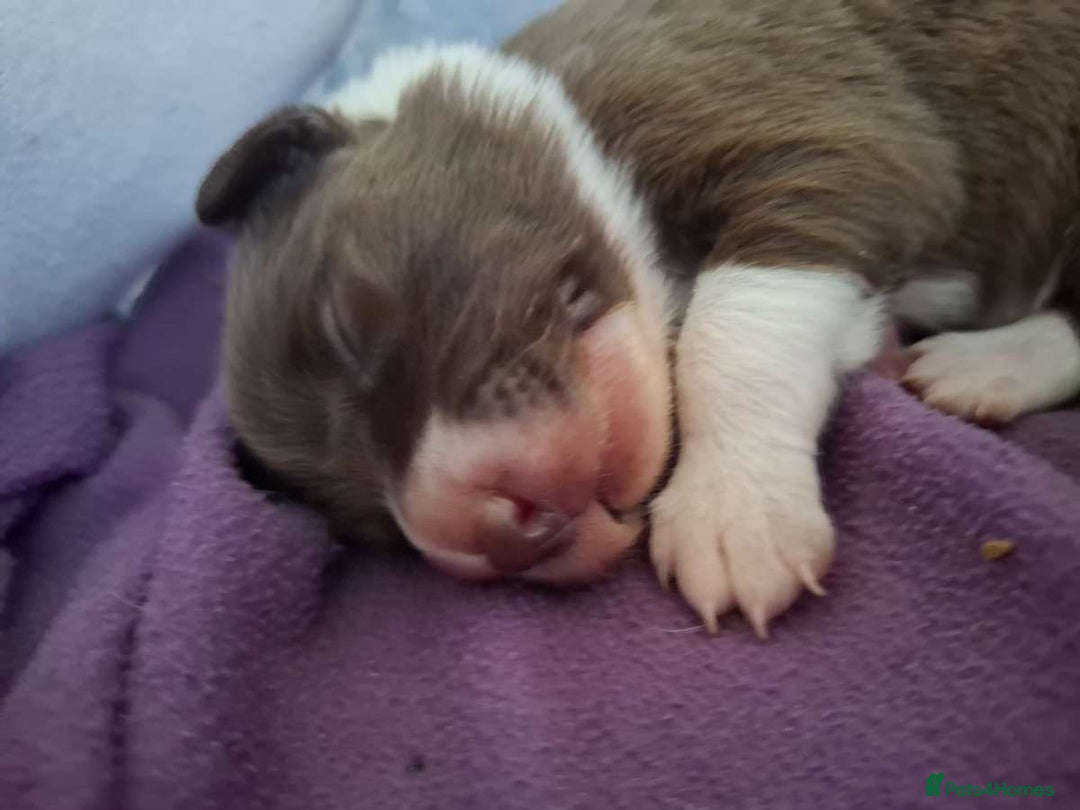 Border Collie dogs for sale: Red and white border collie/Sheepdog Pups - Image 33