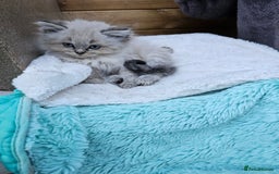 Ragdoll cats for sale: Ragdoll kittens - Image 15