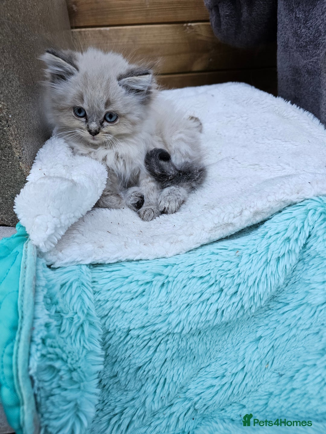 Ragdoll cats for sale: Ragdoll kittens - Image 15