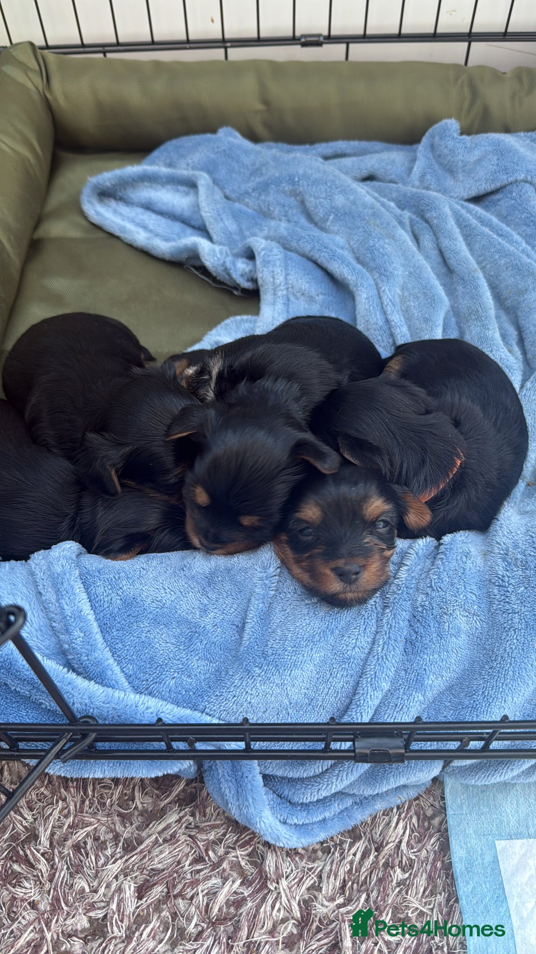 Yorkshire Terrier dogs for sale: Yorkshire terrier puppy  - Advert 14