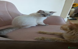 Ragdoll cats for sale: Ragdoll lynx point female kitten 5 months old   - Image 7
