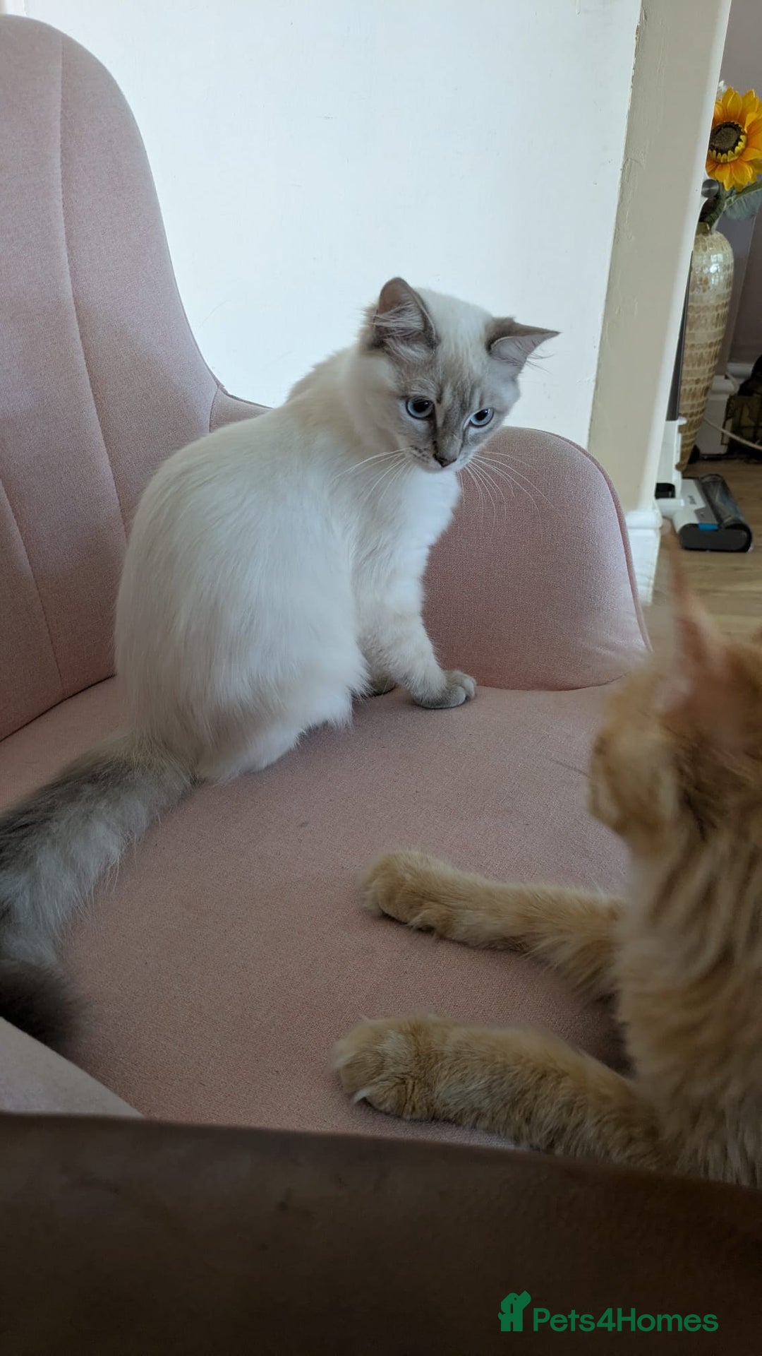 Ragdoll cats for sale: Ragdoll lynx point female kitten 5 months old   - Image 7
