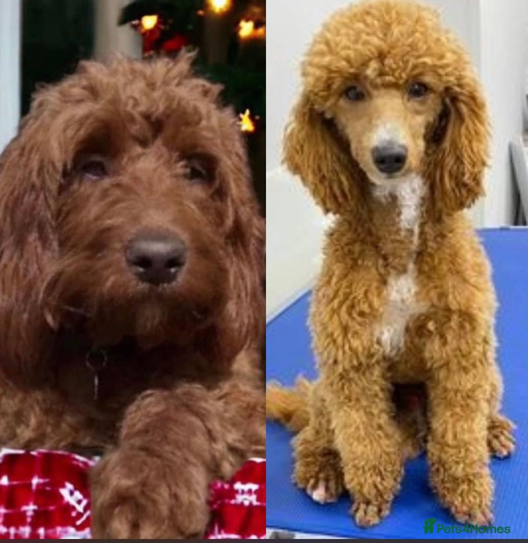 Irish Doodle dogs for sale: Irish doodles - mini F1b - Image 5