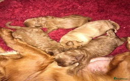 Cavapoo dogs for sale: Red & apricot health tested cavapoo puppies  - Image 13