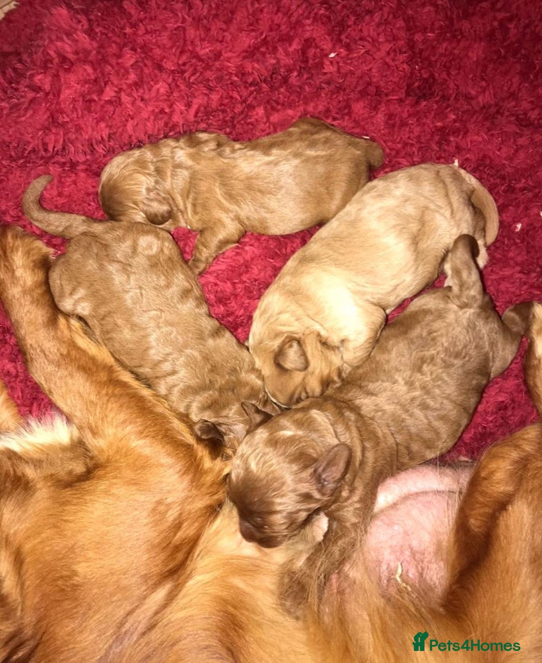Cavapoo dogs for sale: Red & apricot health tested cavapoo puppies  - Image 13