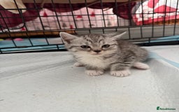 Scottish Fold cats for sale: 5 beautiful Scottish fold kittens  - Advert 4