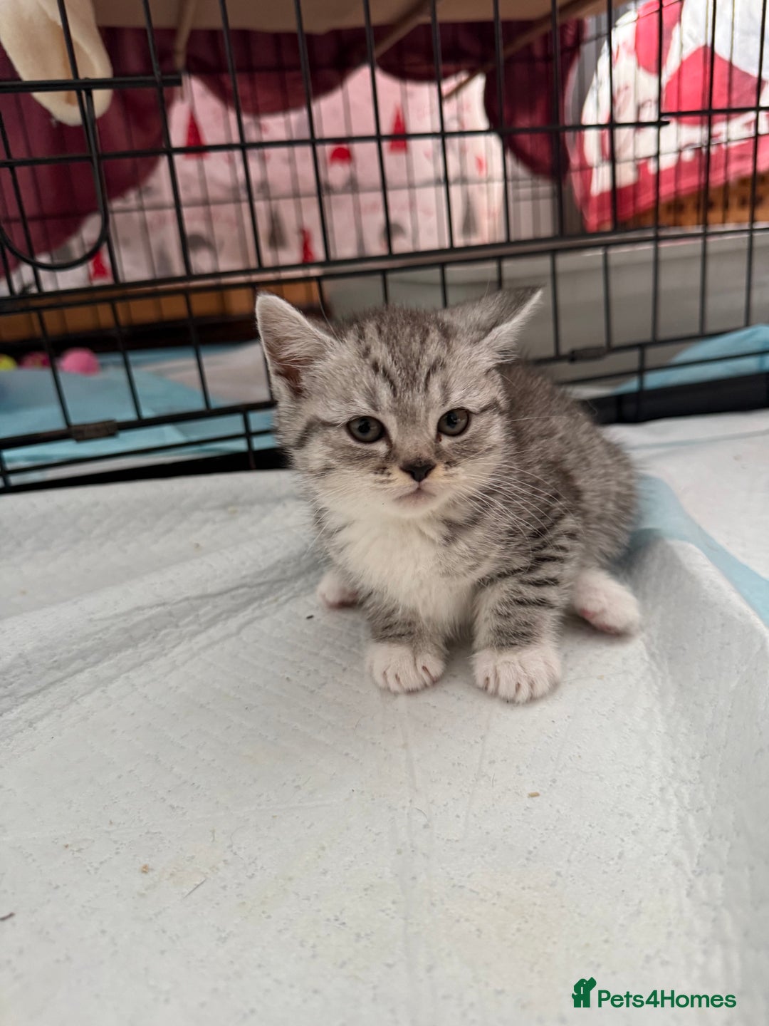 Scottish Fold cats for sale: 5 beautiful Scottish fold kittens  - Advert 4