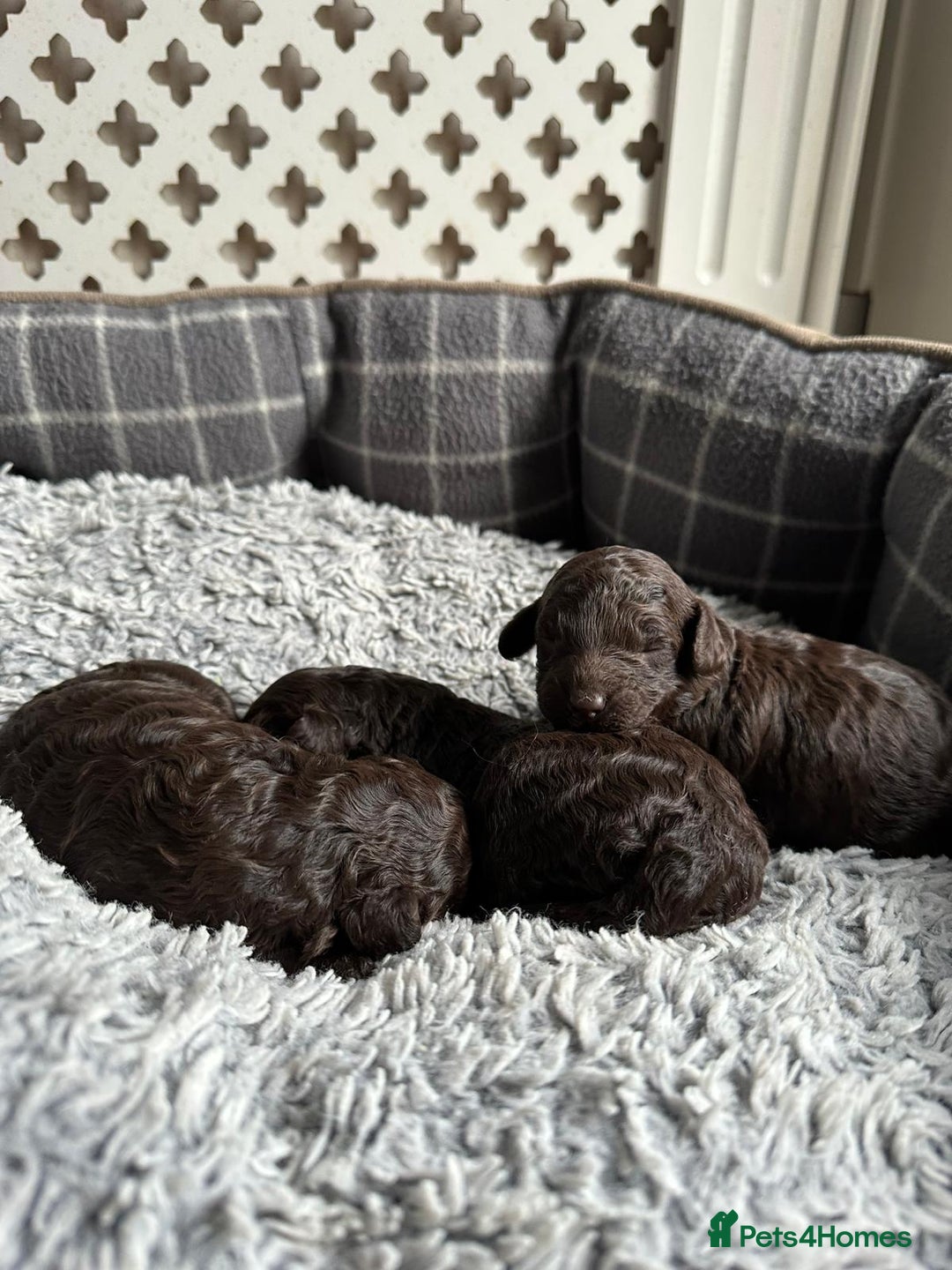 Miniature Poodle dogs for sale: Beautiful Girls!!! - Advert 7