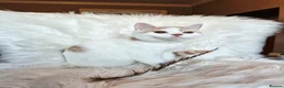 British Shorthair cats for sale: Gorgeous loving purr machines  - Advert 15