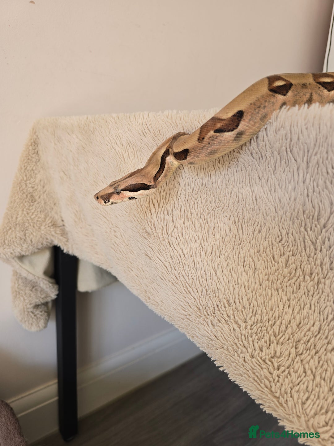 Boa Snake reptiles for sale: Large Snake Vivarium Setup + 2 Boa Constrictors - Advert 7