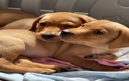 Labrador Retriever dogs for sale: KC registered Fox Red Labrador pup (last girl)🐾 in Saltcoats - Image 8