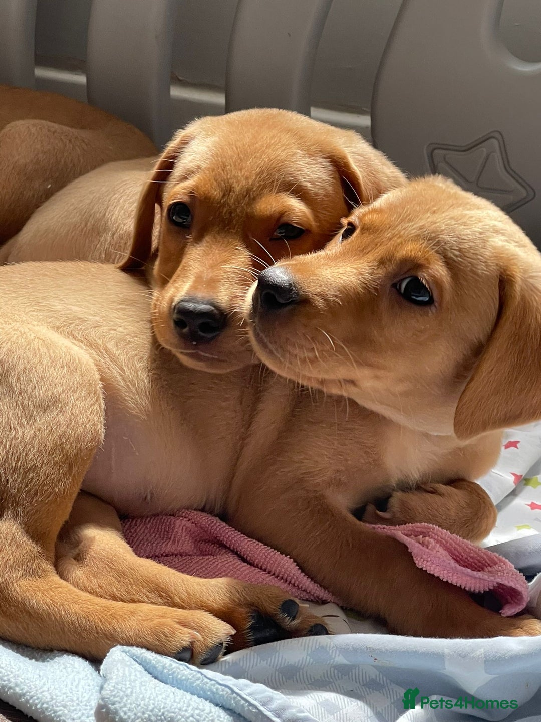 Labrador Retriever dogs for sale: KC registered Fox Red Labrador pup (last girl)🐾 in Saltcoats - Image 8