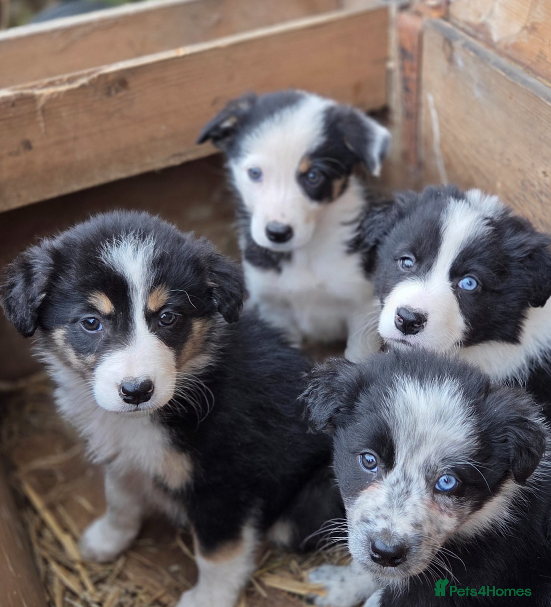 Border Collie dogs Tri coloured, Border Collie Pups - Advert 1