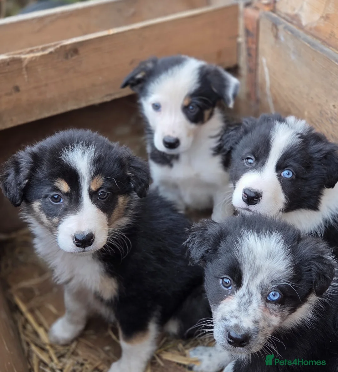 Border Collie dogs for sale: Tri coloured, Border Collie Pups - Advert 1