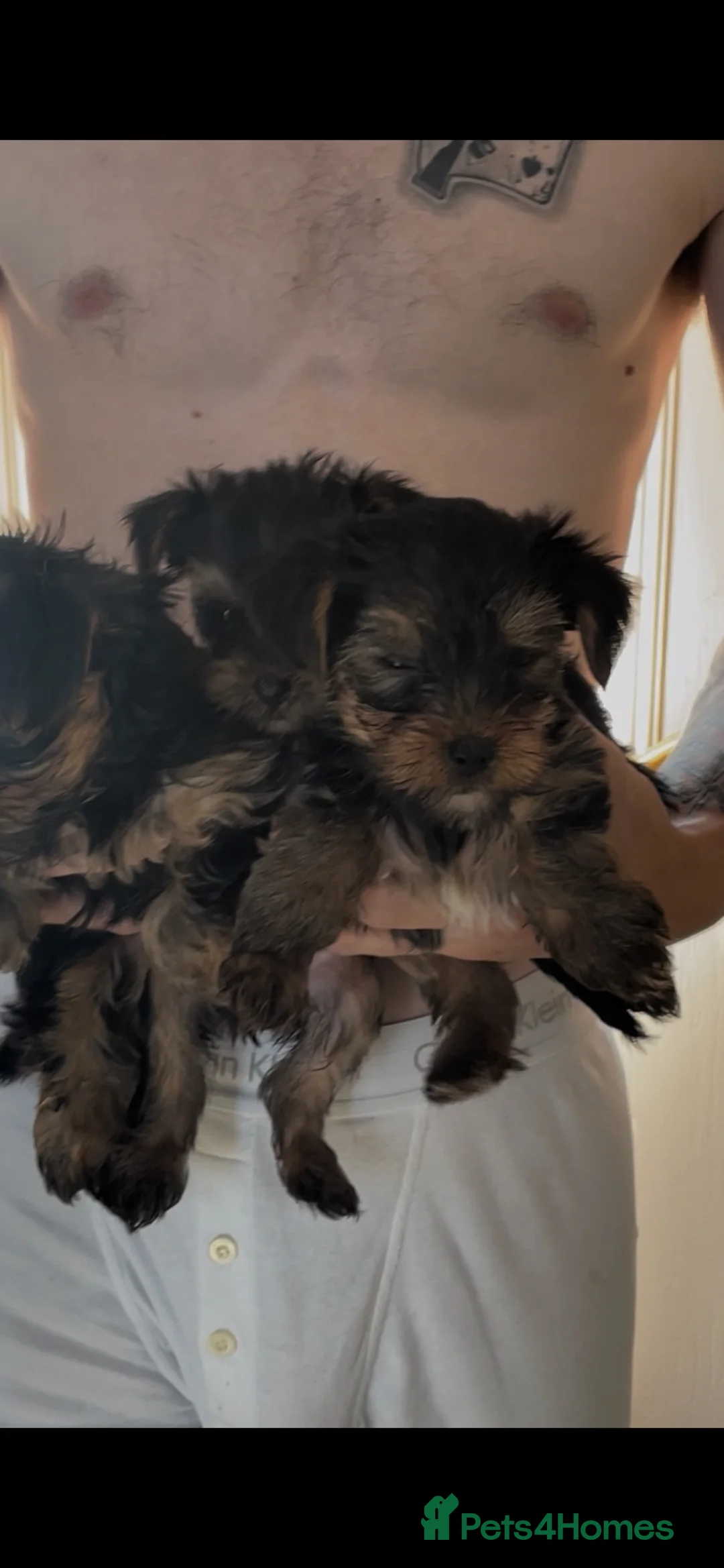 Yorkshire Terrier dogs for sale: KC REG FEMALE YORKSHIRE TERRIER PUPS, ready soon  - Advert 2