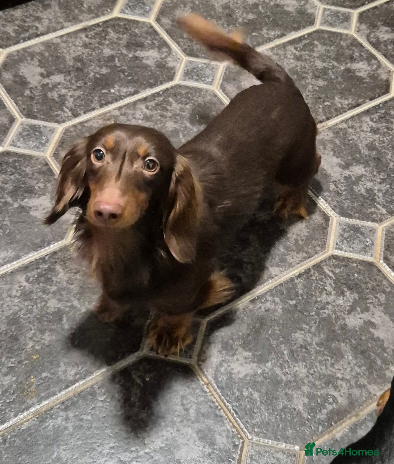 Miniature Dachshund dogs KC registered stud boy miniature dachshund  - Advert 1