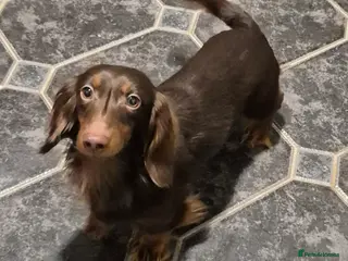 Miniature Dachshund dogs KC registered stud boy miniature dachshund - Advert 1