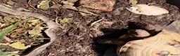 Tortoise reptiles for sale: Horsefield Tortoise  in Wantage - Advert 3