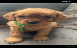 Cockapoo dogs for sale: Cockapoo Puppy 1 - Cockapoo.   Only two boys left … - Image 10