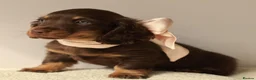 Miniature Dachshund dogs for sale: 5*Licensed Holistic +Kc reg+Pra Clear+Vet Checked - Advert 9