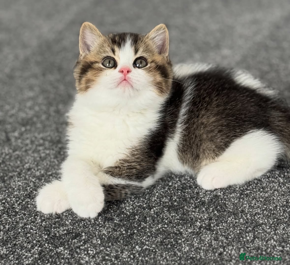 British Shorthair cats One tabby boy left -TICA reg  - Advert 12