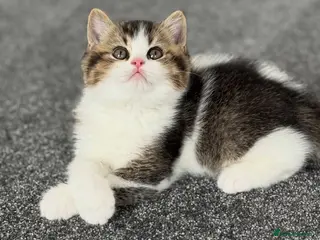British Shorthair cats One tabby boy left -TICA reg - Advert 12