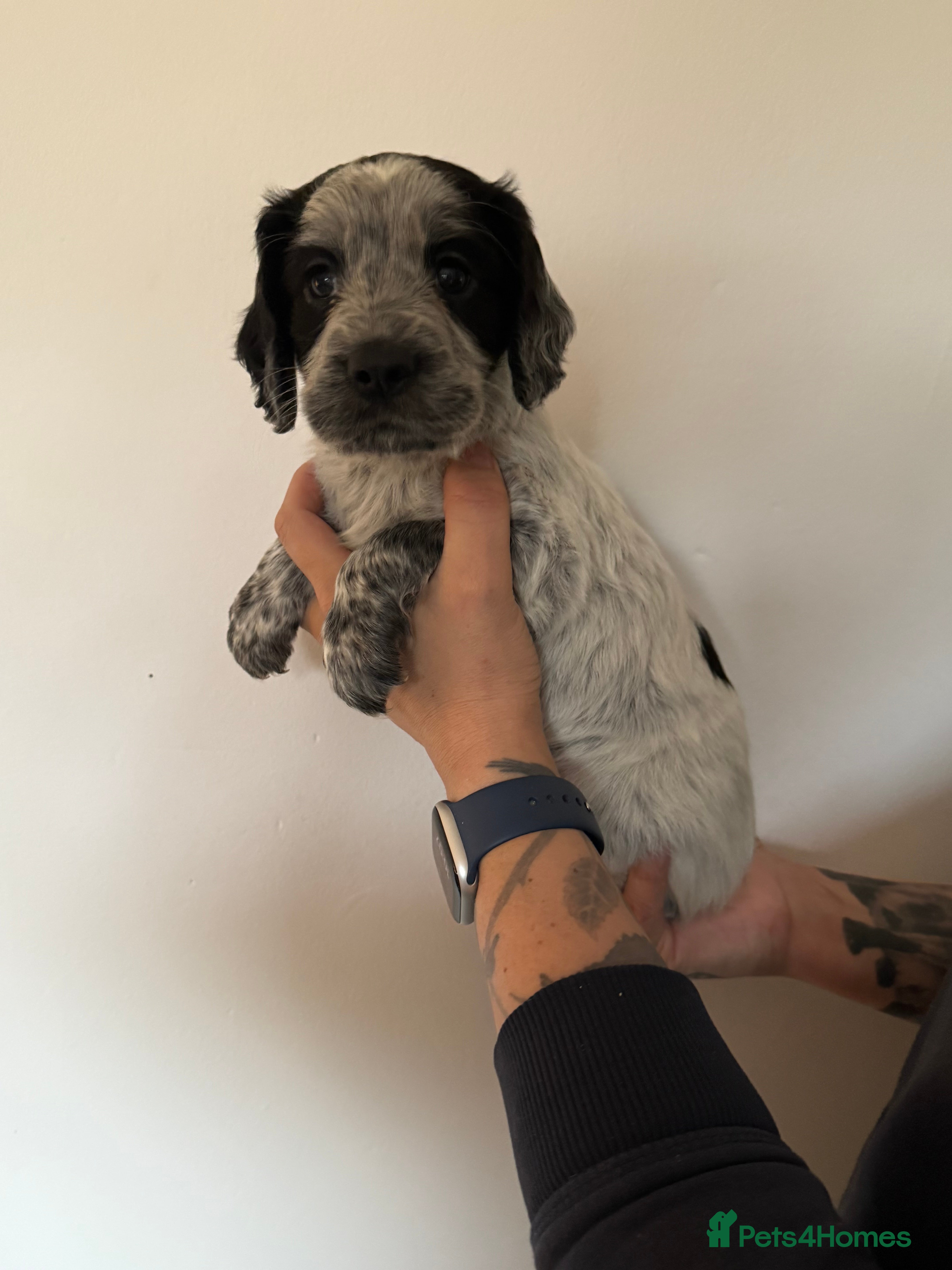 Cocker Spaniel dogs Beautiful cocker spaniel puppies - Advert 1