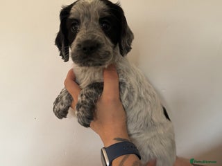 Cocker Spaniel dogs Beautiful cocker spaniel puppies - Advert 5