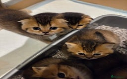 Scottish Fold cats for sale: Scottish Fold Kittens - Image 17