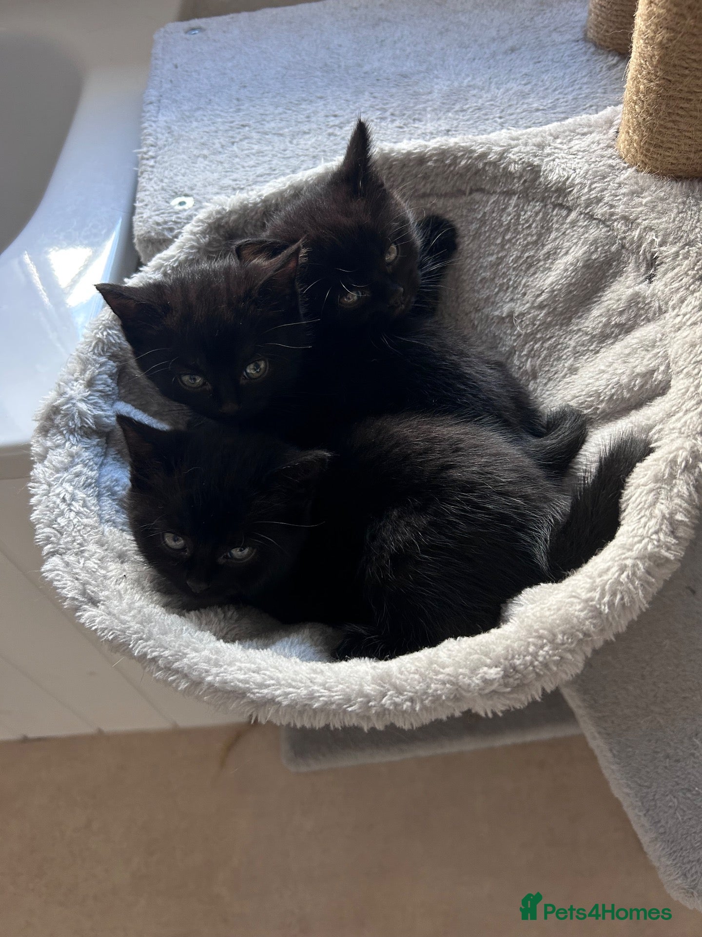 Mixed Breed cats 3 Kittens - Advert 19