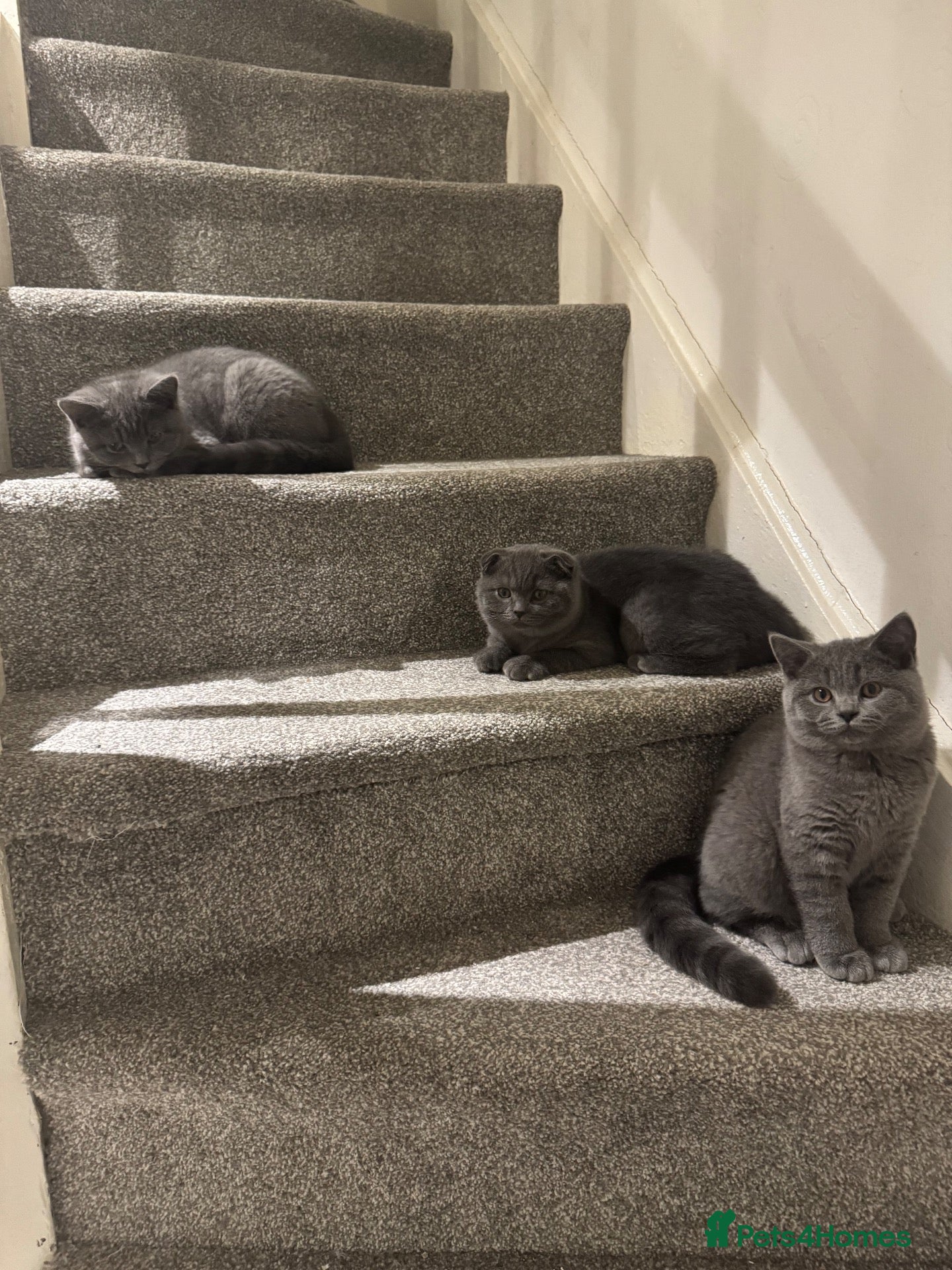 Scottish Fold cats 3 Beautiful Purebred Scottish Fold Male Kittens - Advert 1