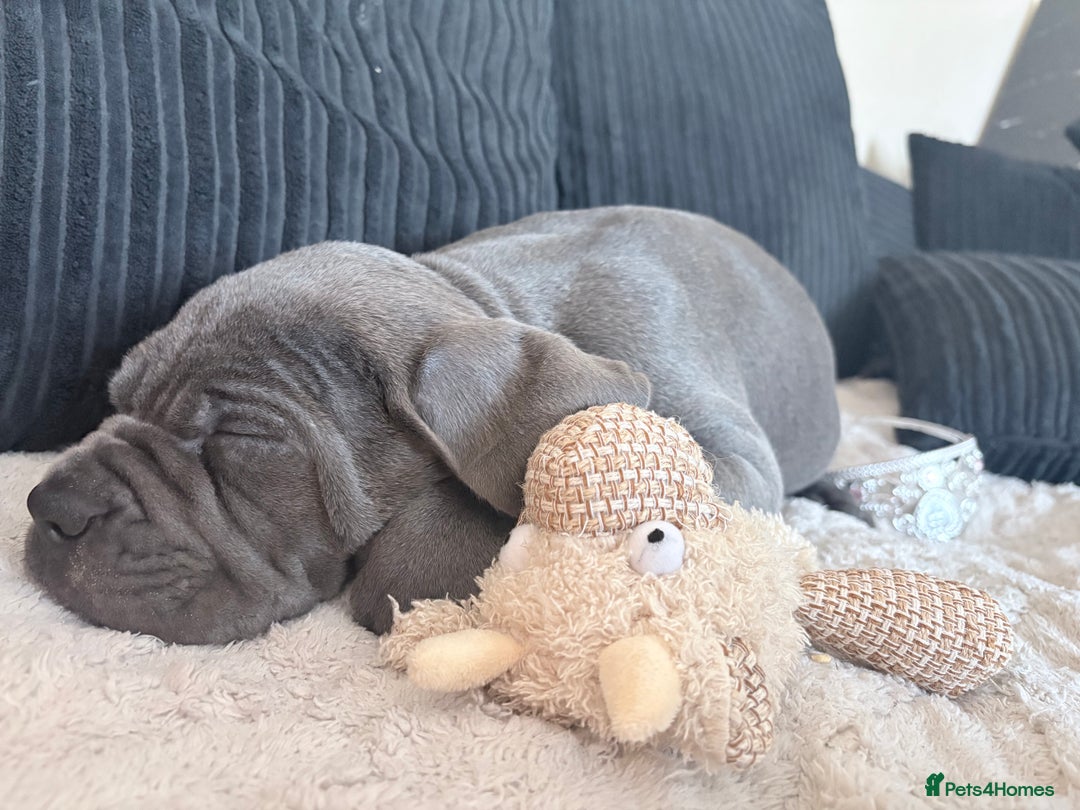 Cane Corso dogs for sale: Beautiful Blue Cane Corso Pup - Image 4