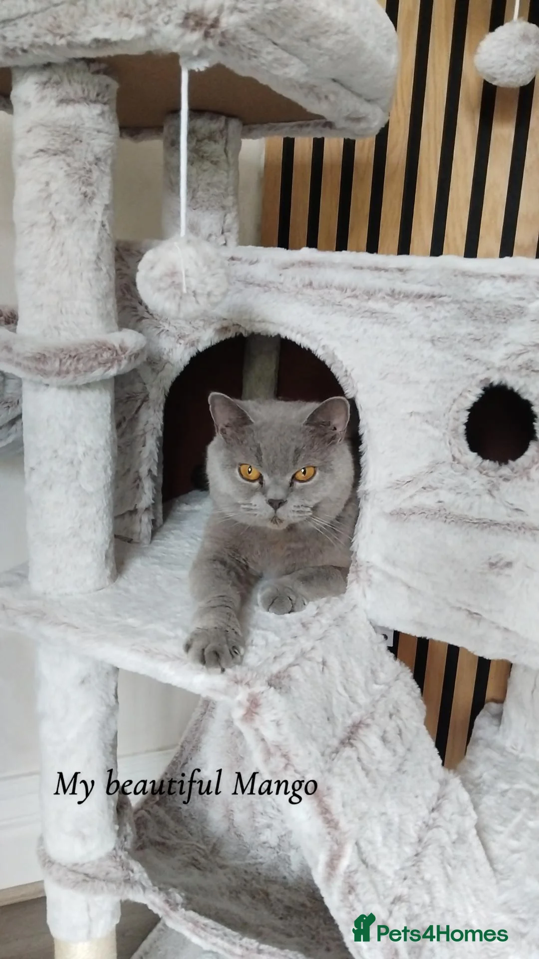 British Shorthair cats for sale: British shorthair blue  - Advert 2