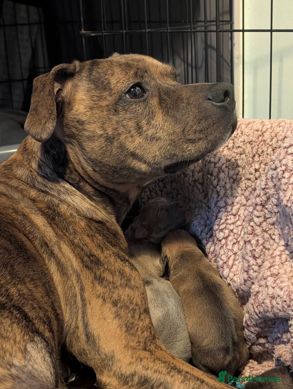 Staffordshire Bull Terrier dogs 5 puppies for sale  - Advert 5