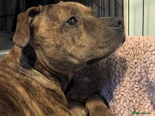 Staffordshire Bull Terrier dogs 5 puppies for sale - Advert 5