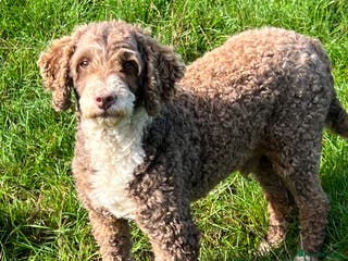 Miniature Poodle dogs Miniature Poodle KC Reg Fully DNA Health Tested in Radstock - Advert 5