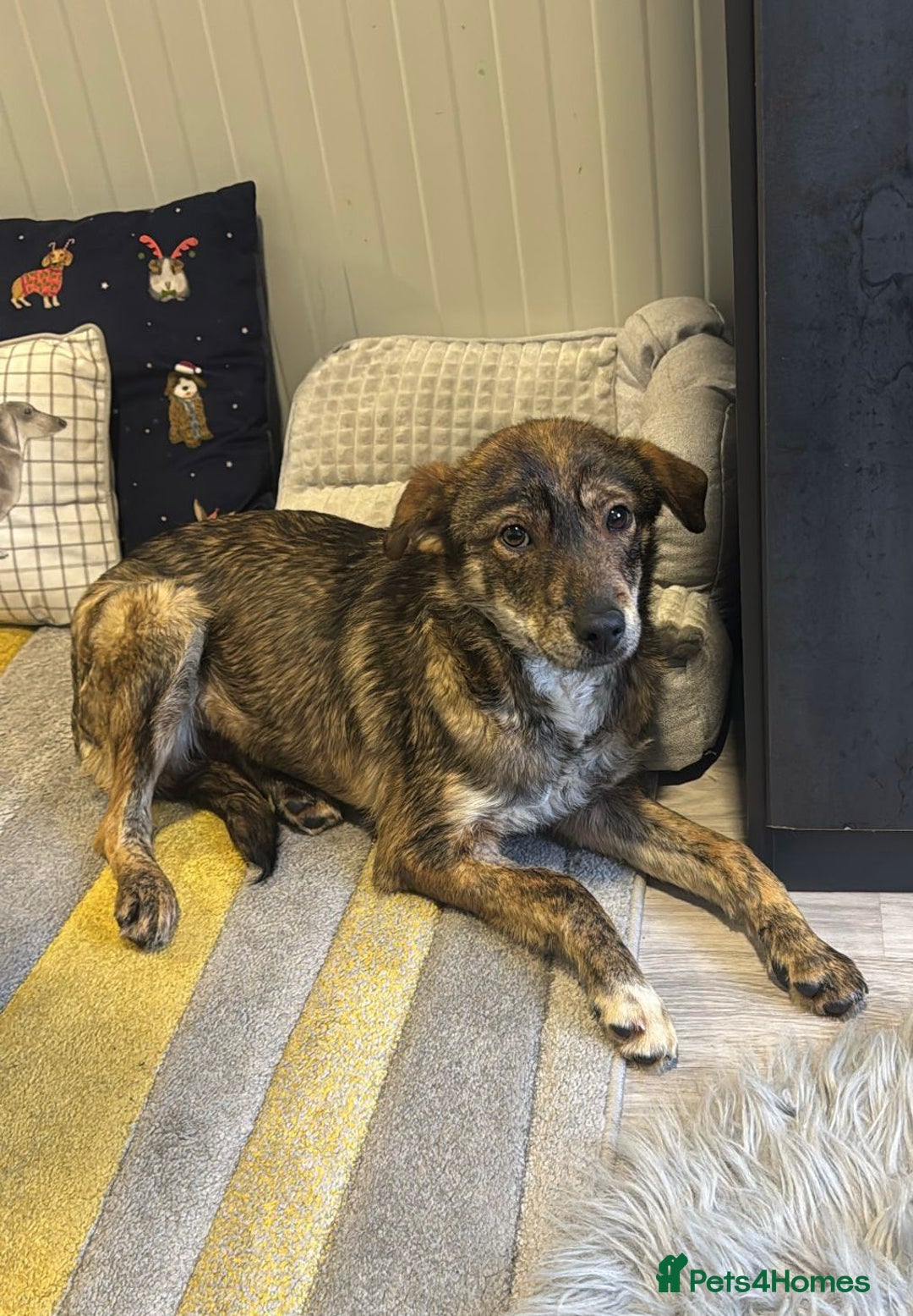 Mixed Breed dogs for adoption: Beautiful Bella needs her special home - Advert 5