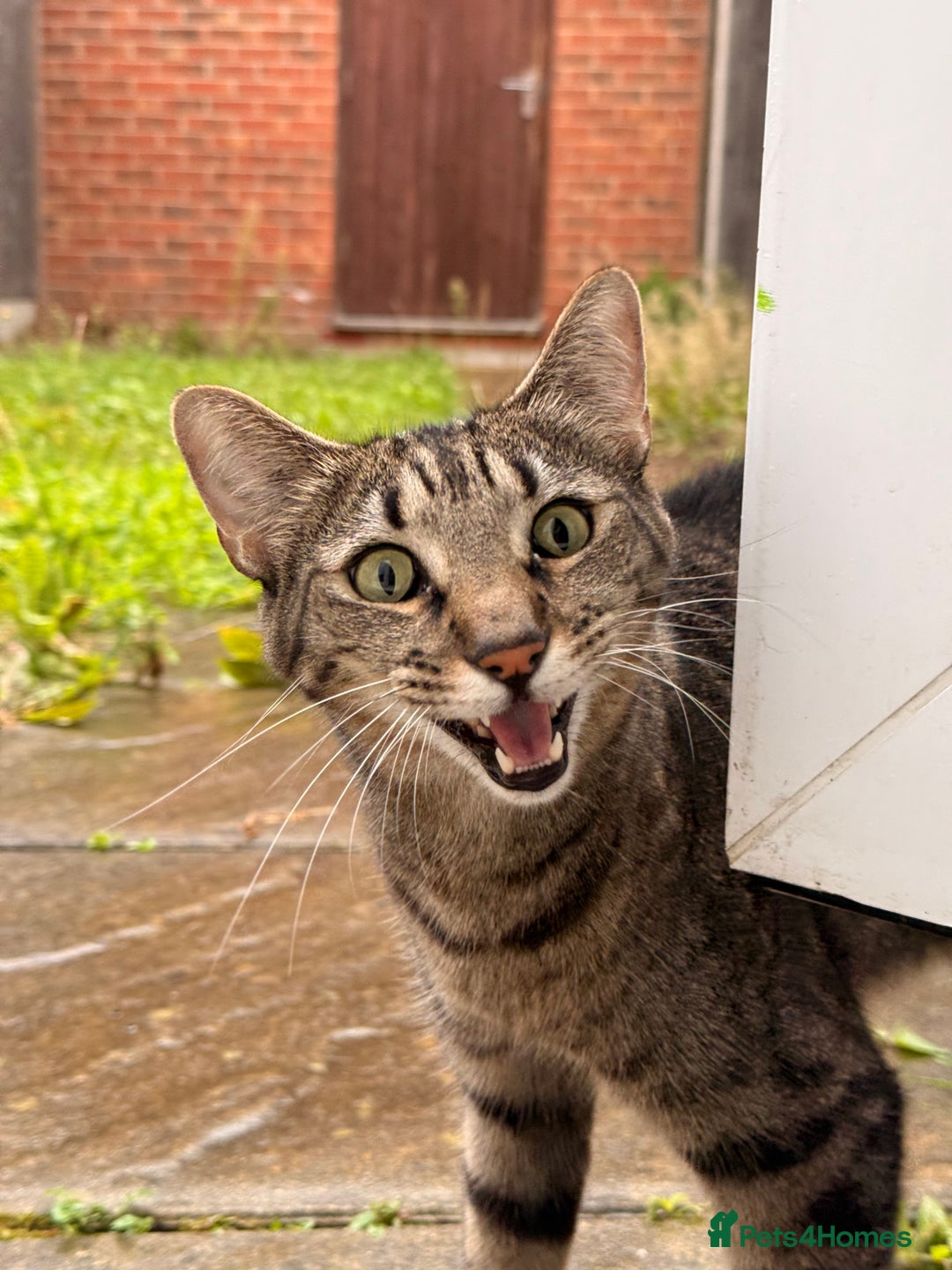 Mixed Breed cats for sale: Beautiful Bengal Savannah Mix to re-home - Image 6