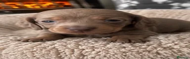 Dachshund 6