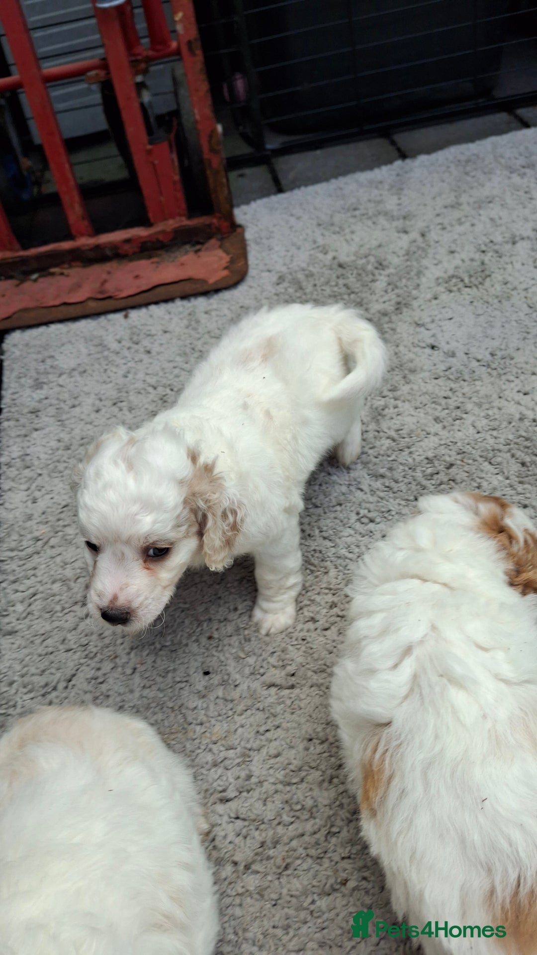 Cockapoo dogs for sale: Mr cassidy - Image 34