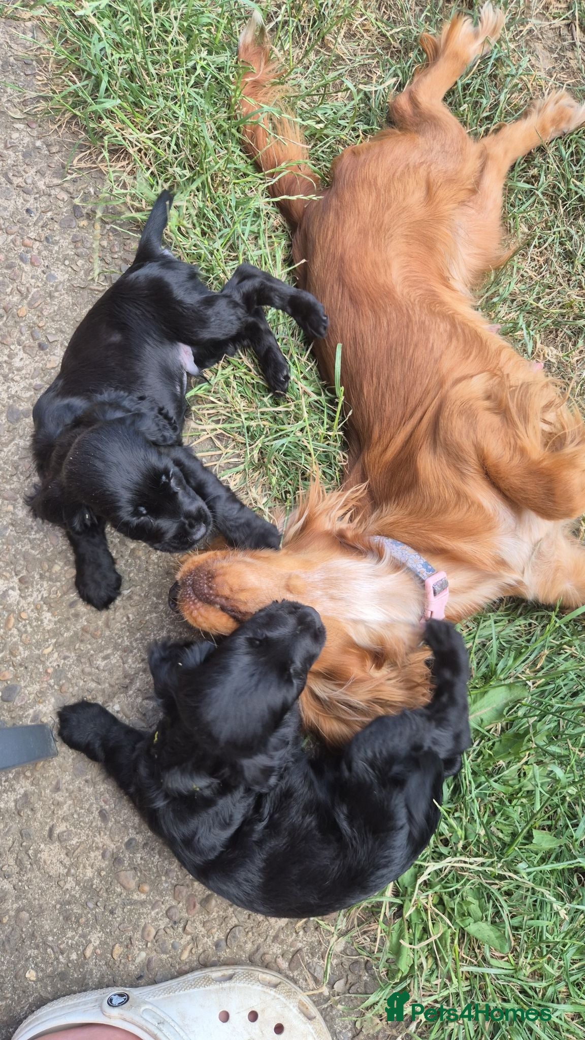 Cocker Spaniel dogs READY TO LEAVE NOW 2 beautiful cocker spaniels - Advert 9
