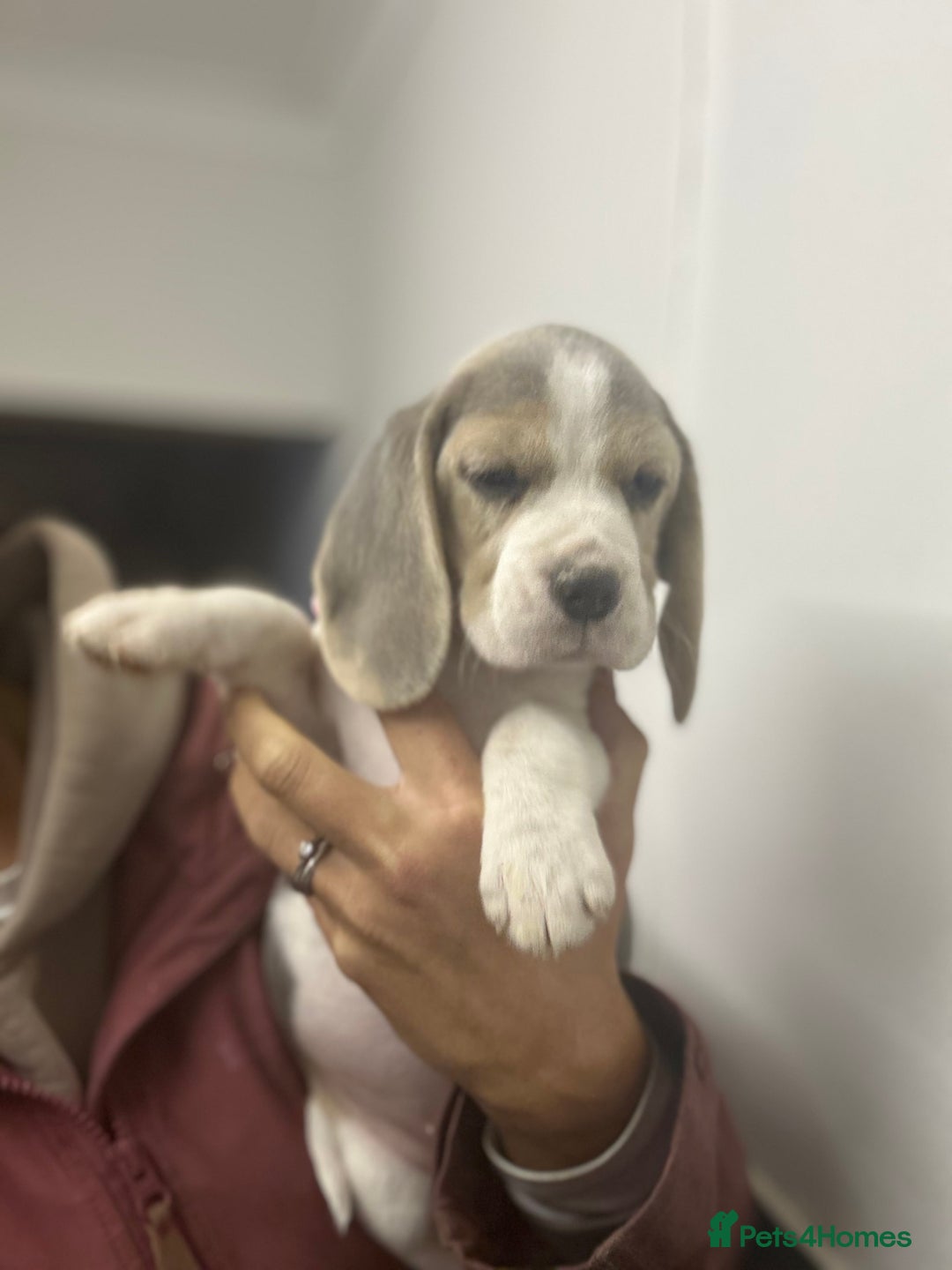 Beagle dogs for sale: KC Reg Beagle last girl Ready now  - Advert 1
