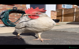 Chickens poultry for sale: Chickens for rehome 🏡  - Image 2