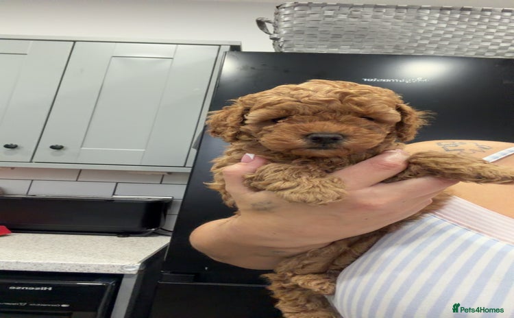 Toy Poodle dogs - Advert 14