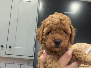 Toy Poodle dogs - Advert 7