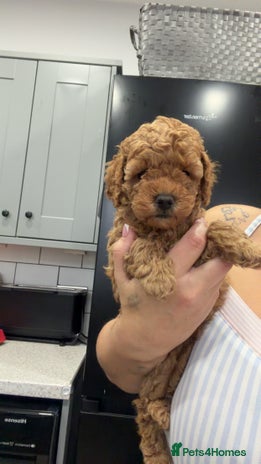 Toy Poodle dogs - Advert 6