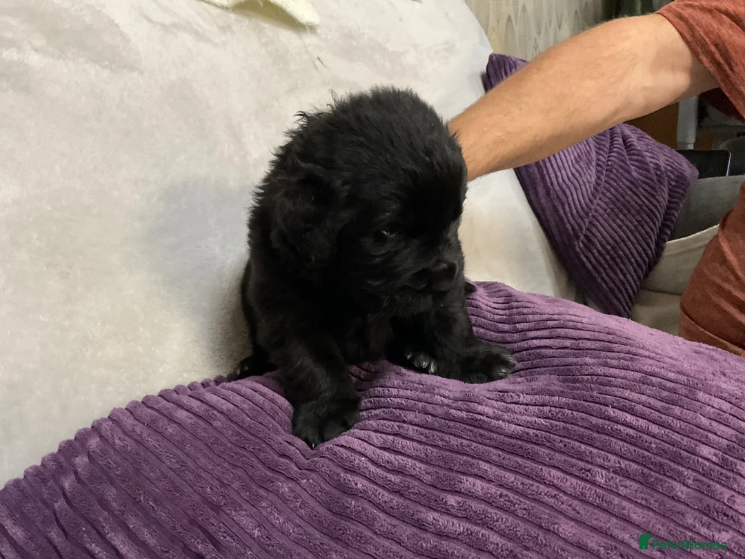 Newfoundland dogs for sale: Newfoundland puppies in Haverfordwest - Advert 2