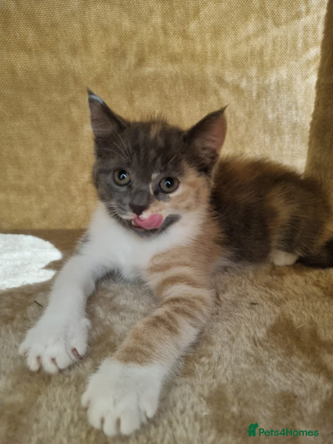 British Shorthair cats for sale: Lovely half British short hair - Advert 9