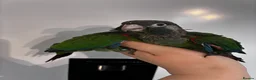Conures birds for sale: Hand reared silly tame rare conures!  - Advert 5
